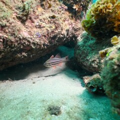 Ostorhinchus limenus