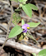 Solanum nemophilum