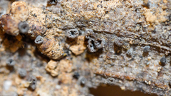 Resupinatus striatulus