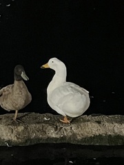 Anas platyrhynchos domesticus