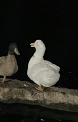 Anas platyrhynchos domesticus