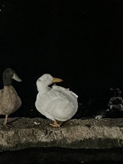 Anas platyrhynchos domesticus