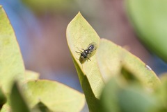 Derandrena