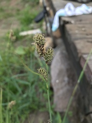 Carex heteroneura