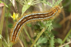 Malacosoma castrense
