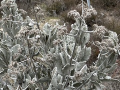 Eriodictyon tomentosum