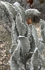 Eriodictyon tomentosum