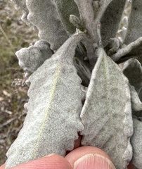 Eriodictyon tomentosum