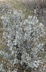 Eriodictyon tomentosum