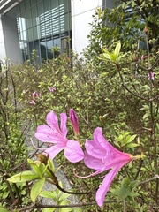Rhododendron kanehirai