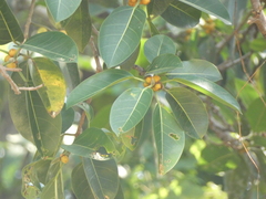 Ficus altissima
