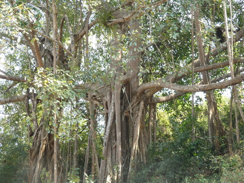 Image of Ficus altissima by (c) luluchouette, some rights reserved (CC BY)