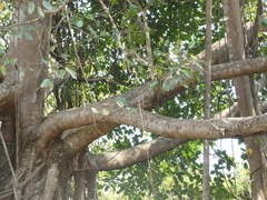 Ficus altissima