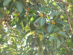 Ficus altissima