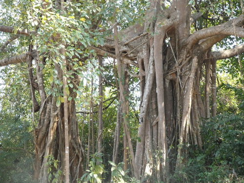 Image of Ficus altissima by (c) luluchouette, some rights reserved (CC BY)