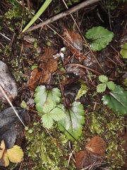 Veronica regina-nivalis