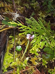 Veronica regina-nivalis