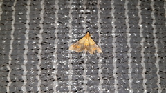 Agrotera