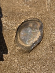 Catostylus