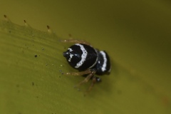 Euryattus bleekeri