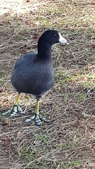 Fulica americana