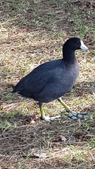 Fulica americana