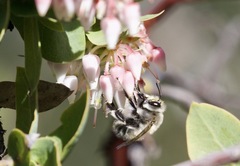 Anthophora pacifica