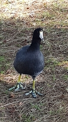Fulica americana