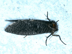 Trigonocyttara