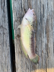 Austrolabrus maculatus