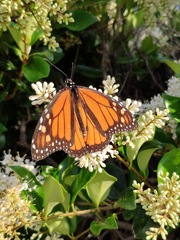Danaus plexippus