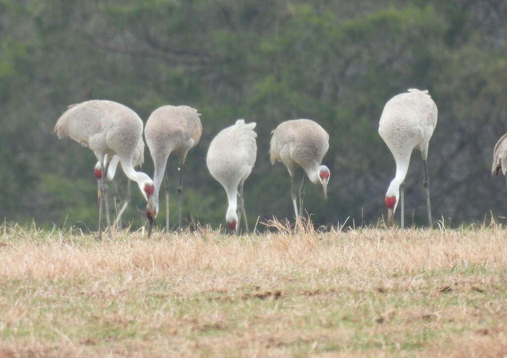 sandhill-crane-from-st-hwy-28-near-st-hwy-111-sequatchie-county-tn