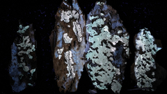 Amaurodon