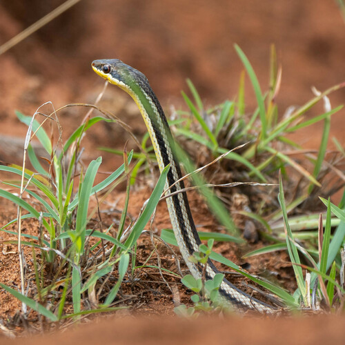 Bernier's Striped Snake, Dromicodryas bernieri