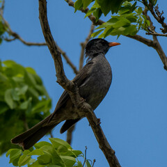 Hypsipetes madagascariensis