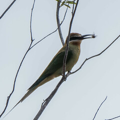 Merops superciliosus