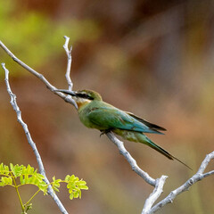 Merops superciliosus