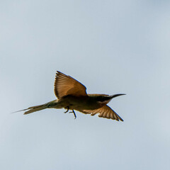 Merops superciliosus