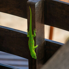 Phelsuma grandis