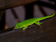 Phelsuma grandis