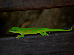 Phelsuma grandis