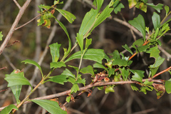 Dodonaea triangularis