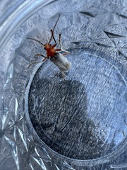 Pacificanthia consors