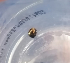 Brachyplatys subaeneus