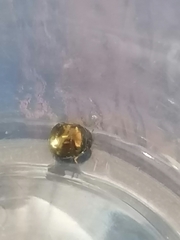 Brachyplatys subaeneus