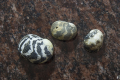Nerita albicilla