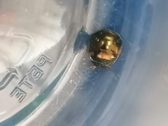 Brachyplatys subaeneus