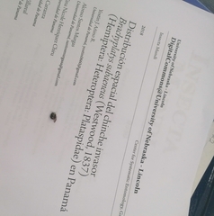 Brachyplatys subaeneus