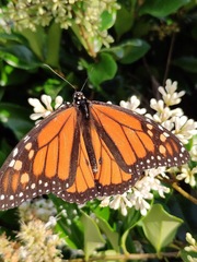 Danaus plexippus