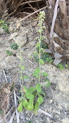 Blumea sinuata